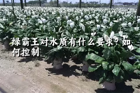 绿霸王对水质有什么要求？如何控制