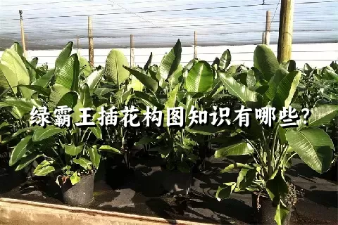 绿霸王插花构图知识有哪些？