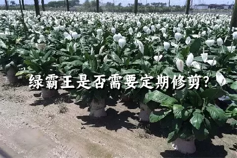 绿霸王是否需要定期修剪？