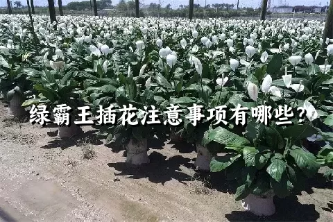 绿霸王插花注意事项有哪些？