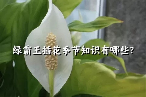 绿霸王插花季节知识有哪些？