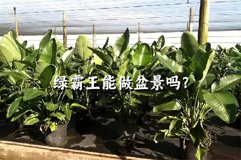 绿霸王能做盆景吗？