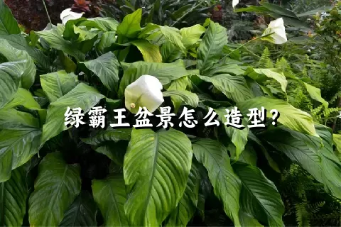 绿霸王盆景怎么造型？