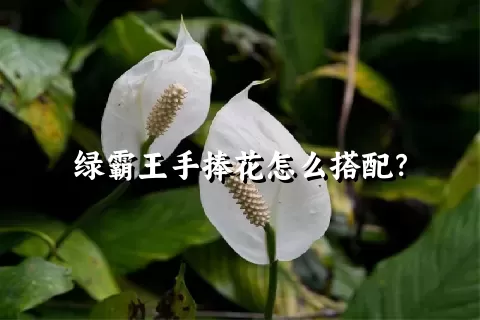 绿霸王手捧花怎么搭配？