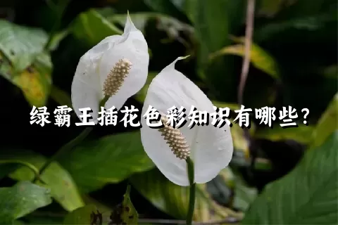 绿霸王插花色彩知识有哪些？