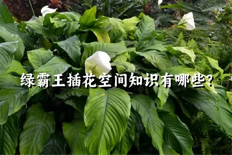 绿霸王插花空间知识有哪些？