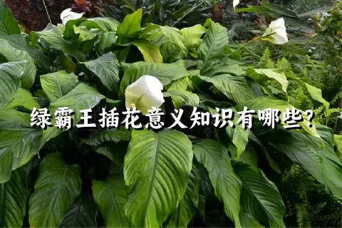 绿霸王插花意义知识有哪些？