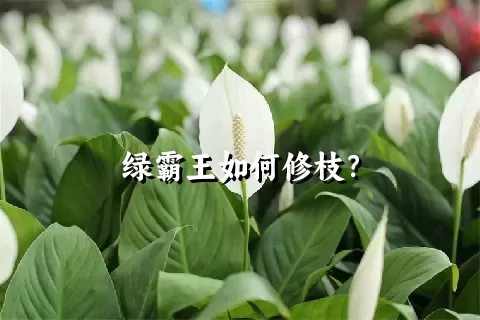 绿霸王如何修枝？