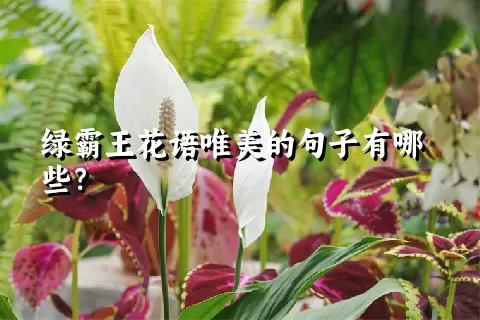 绿霸王花语唯美的句子有哪些？