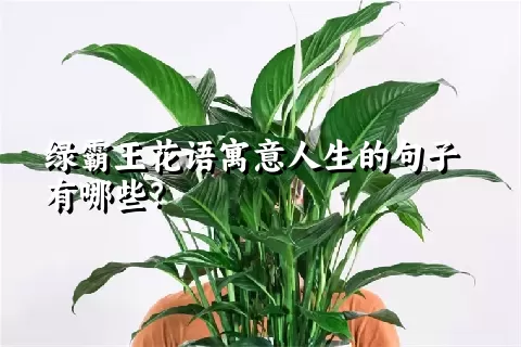 绿霸王花语寓意人生的句子有哪些？