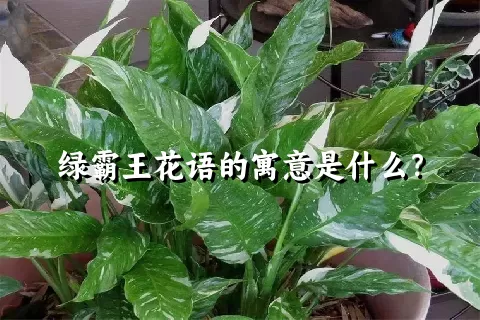 绿霸王花语的寓意是什么？