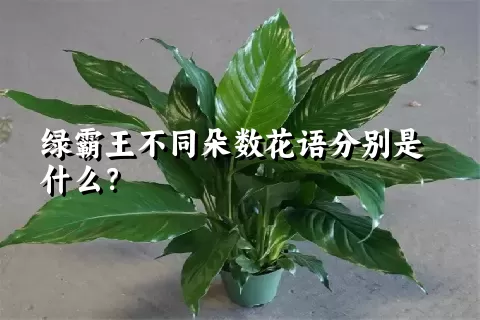 绿霸王不同朵数花语分别是什么？