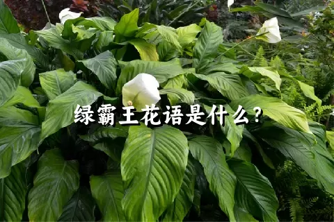 绿霸王花语是什么？