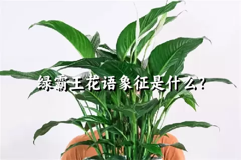 绿霸王花语象征是什么？