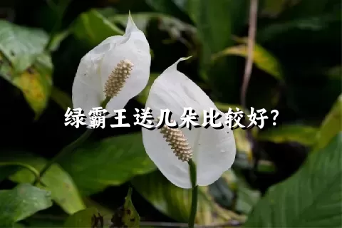 绿霸王送几朵比较好？