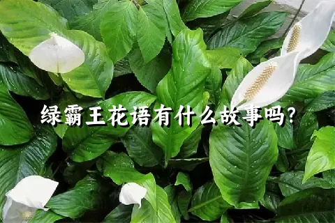 绿霸王花语有什么故事吗？