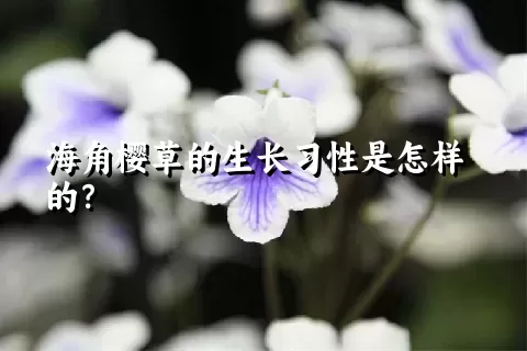 海角樱草的生长习性是怎样的？