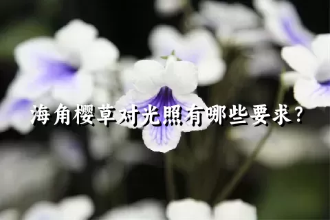 海角樱草对光照有哪些要求？