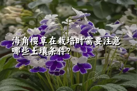 海角樱草在栽培时需要注意哪些土壤条件？