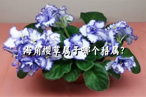 海角樱草属于哪个科属？