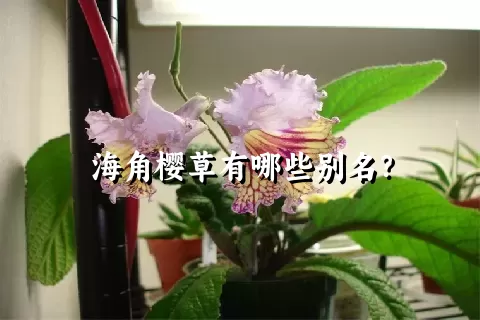 海角樱草有哪些别名？