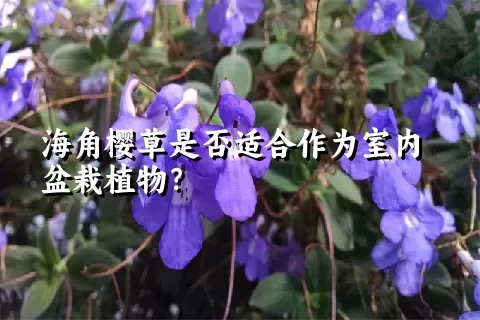 海角樱草是否适合作为室内盆栽植物？