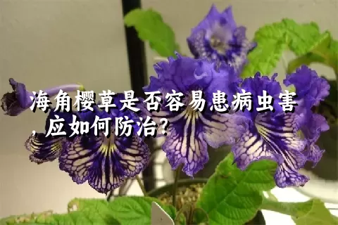 海角樱草是否容易患病虫害，应如何防治？