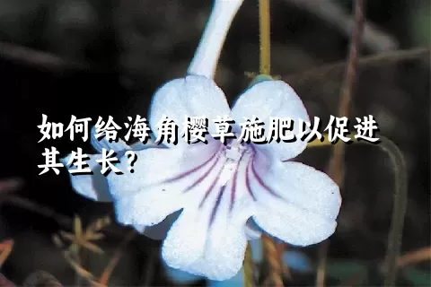 如何给海角樱草施肥以促进其生长？