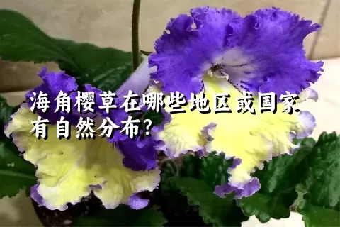 海角樱草在哪些地区或国家有自然分布？