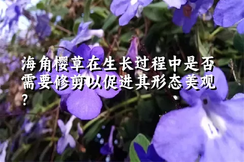 海角樱草在生长过程中是否需要修剪以促进其形态美观？