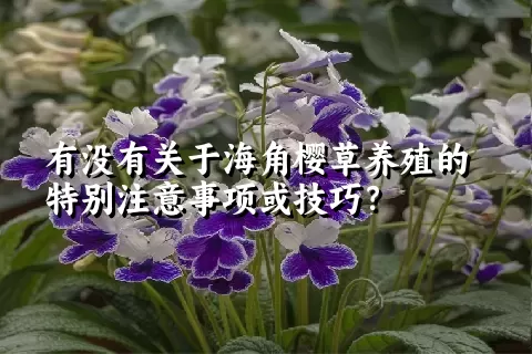 有没有关于海角樱草养殖的特别注意事项或技巧？