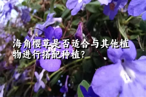 海角樱草是否适合与其他植物进行搭配种植？