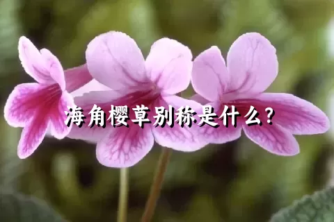 海角樱草别称是什么？