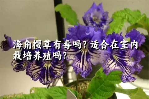 海角樱草有毒吗？适合在室内栽培养殖吗？