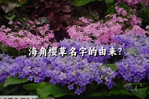 海角樱草名字的由来？