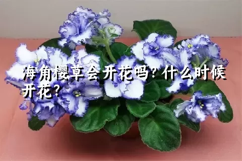 海角樱草会开花吗？什么时候开花？