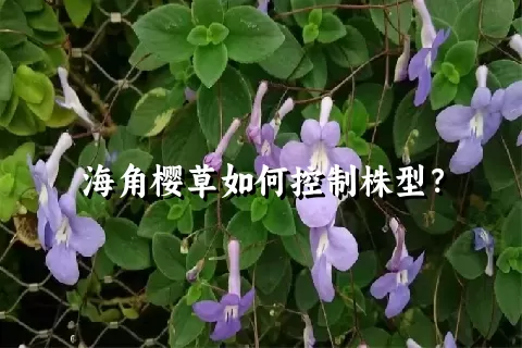 海角樱草如何控制株型？