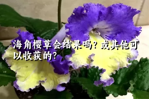 海角樱草会结果吗？或其他可以收获的？