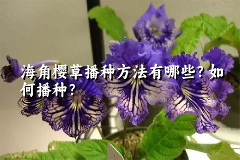 海角樱草播种方法有哪些？如何播种？