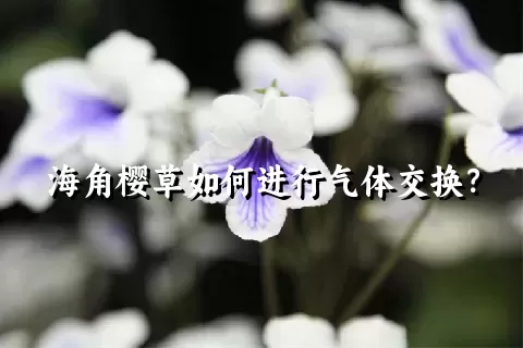 海角樱草如何进行气体交换？