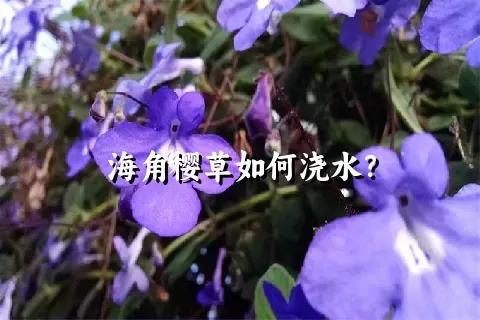 海角樱草如何浇水？