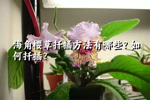 海角樱草扦插方法有哪些？如何扦插？