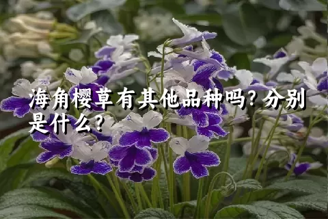 海角樱草有其他品种吗？分别是什么？