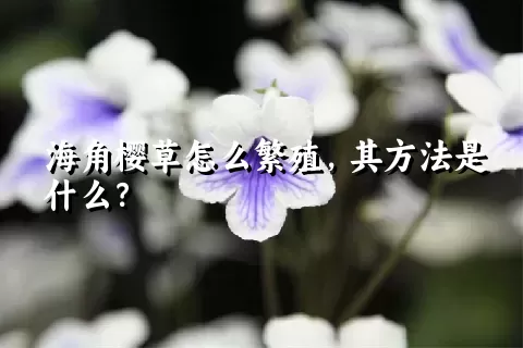 海角樱草怎么繁殖，其方法是什么？