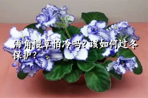 海角樱草怕冷吗？该如何过冬保护？