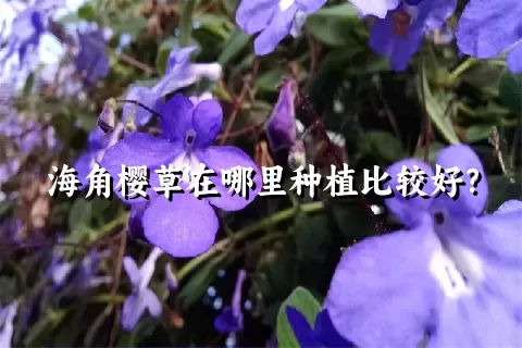 海角樱草在哪里种植比较好？