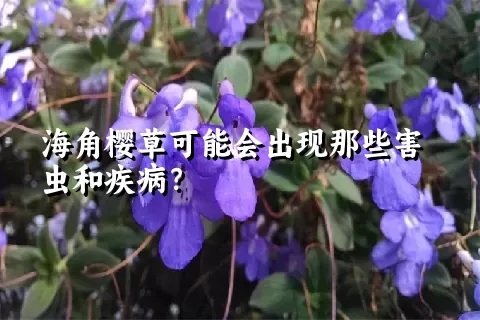 海角樱草可能会出现那些害虫和疾病？