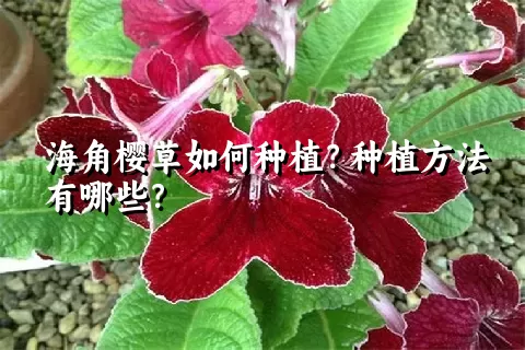 海角樱草如何种植？种植方法有哪些？