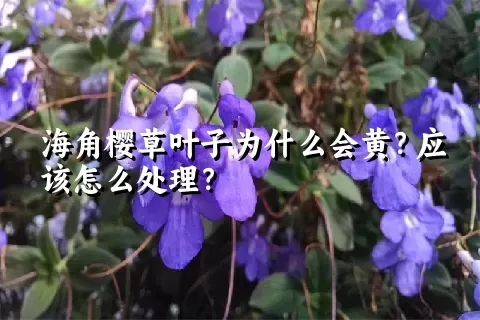 海角樱草叶子为什么会黄？应该怎么处理？