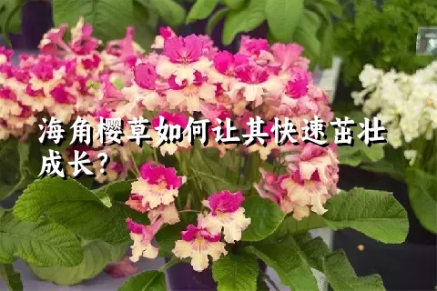 海角樱草如何让其快速茁壮成长？